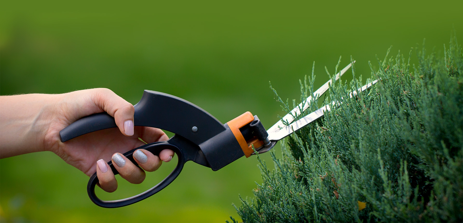 Hedges being trimmed